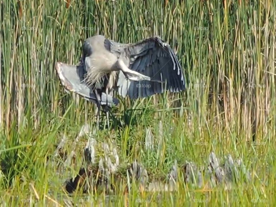 Blue Heron Bath