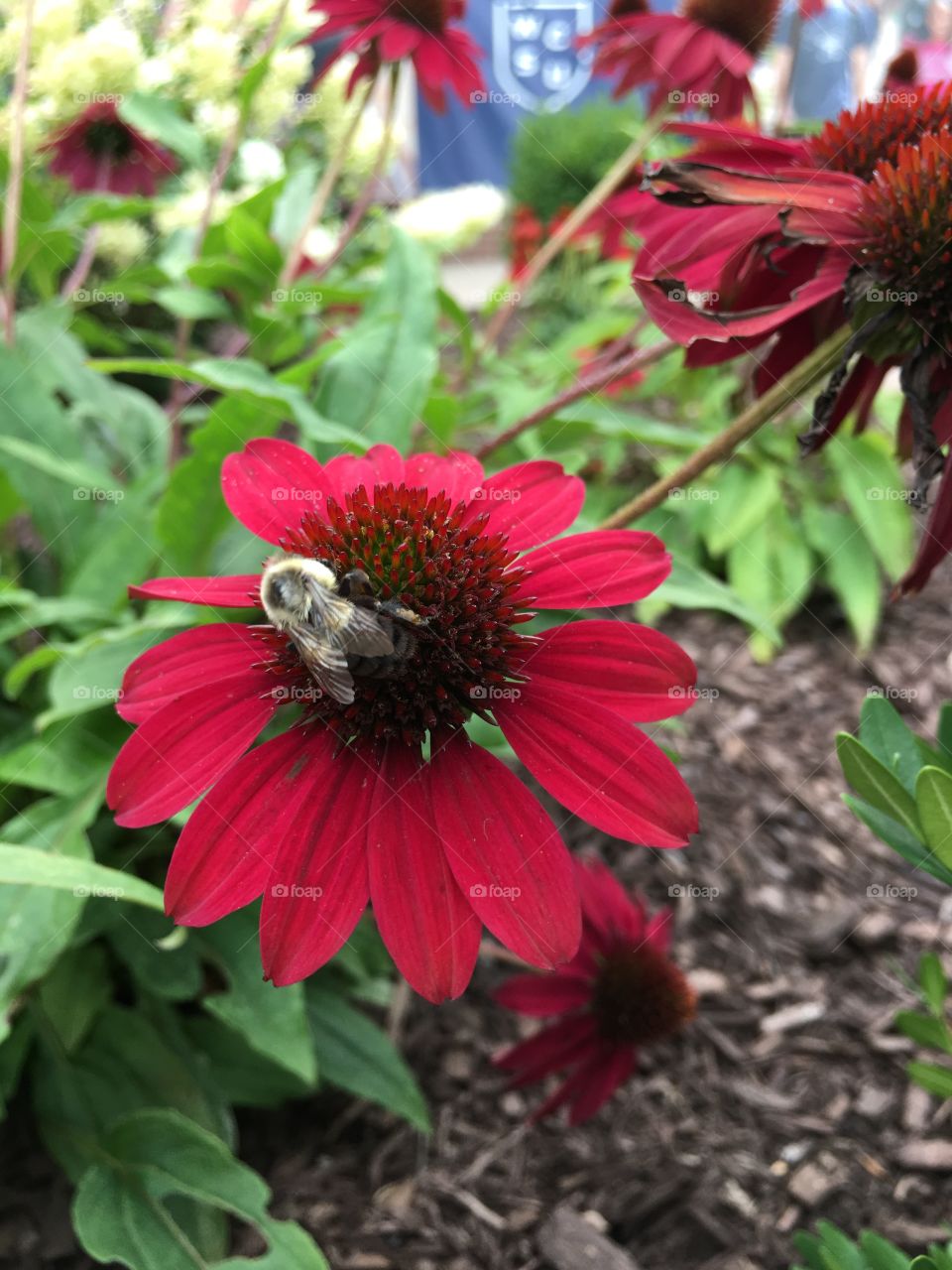 Bumblebee on Red cone flower