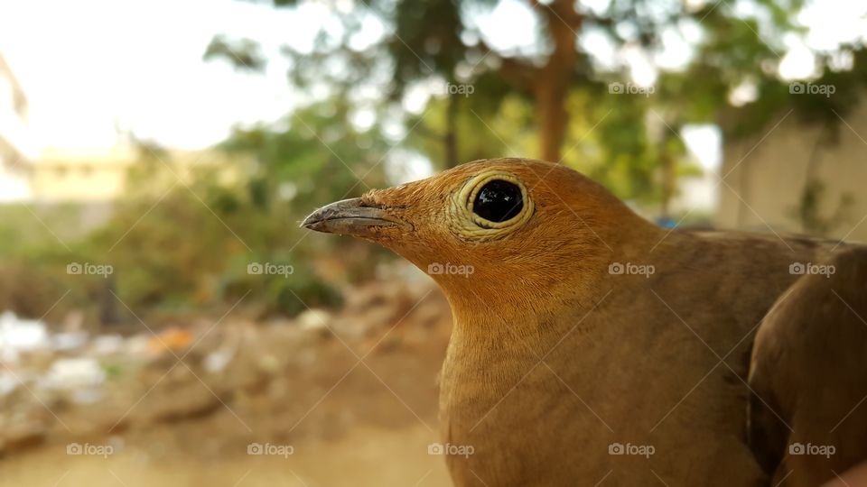 Bird in forest