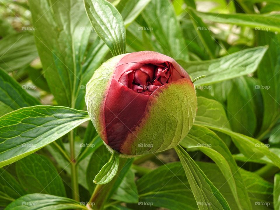 Close-up of peony bud