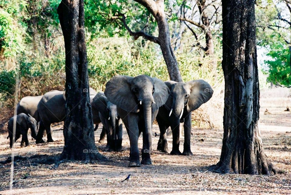 Elephant grove, Zambia