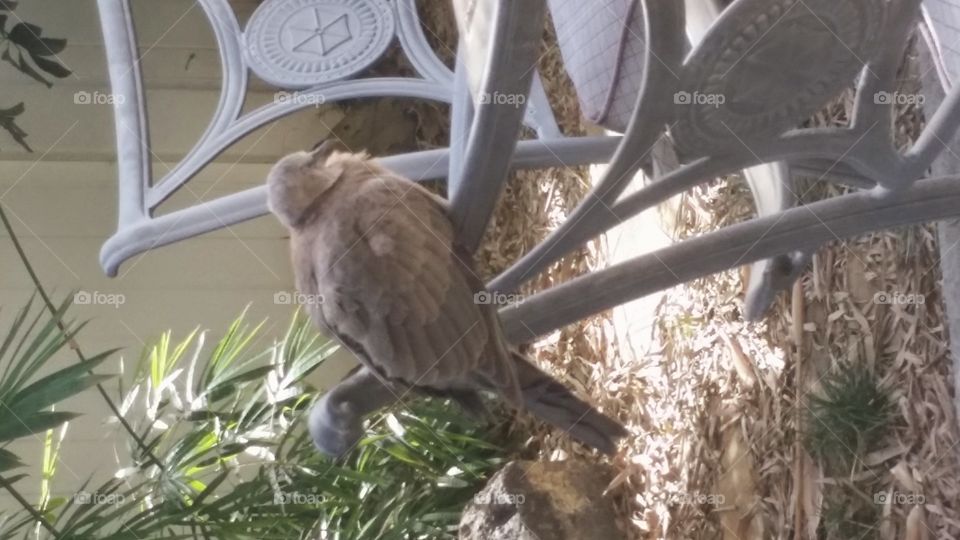 Bird Perched on a Chair