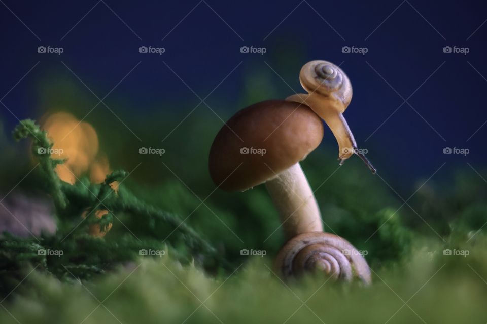 snail on a mushroom