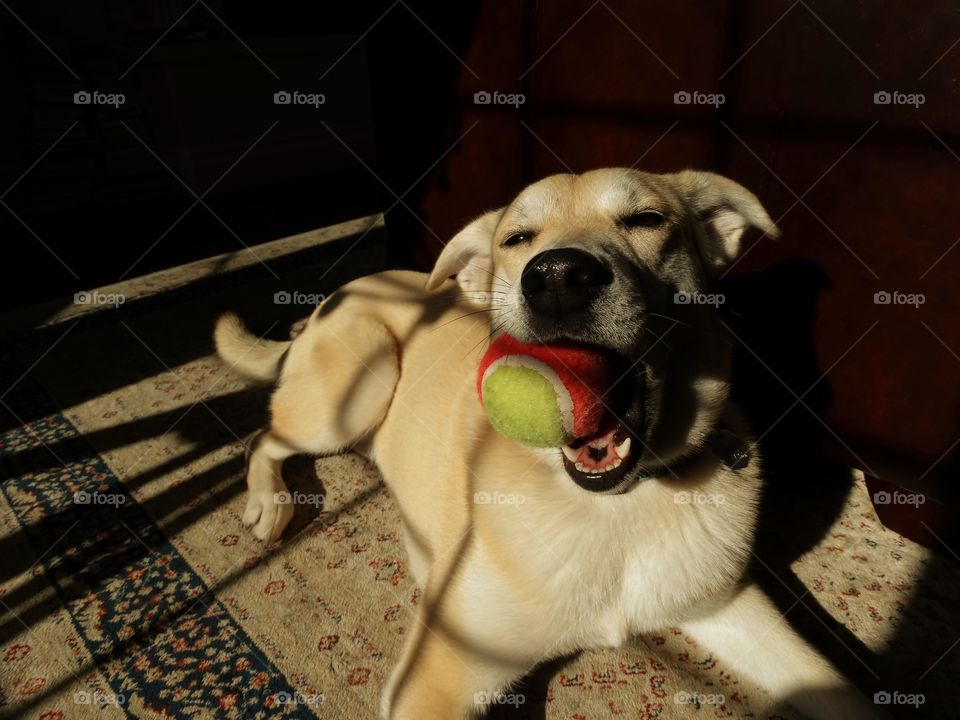 Portrait of a dog with a ball in his mouth