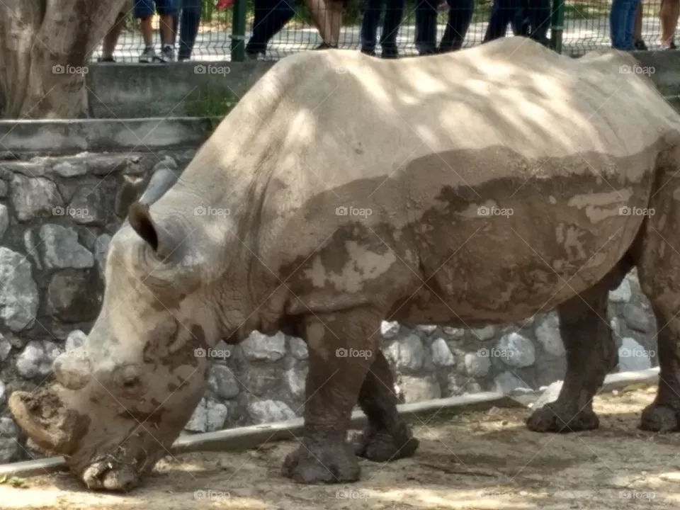 rhino