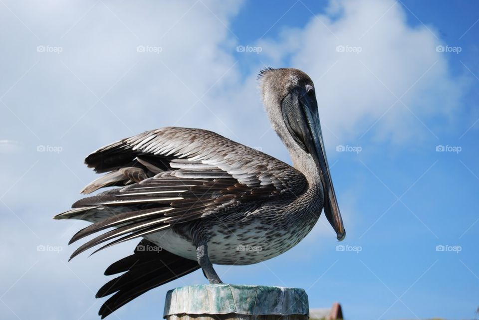 Pelican perching on post