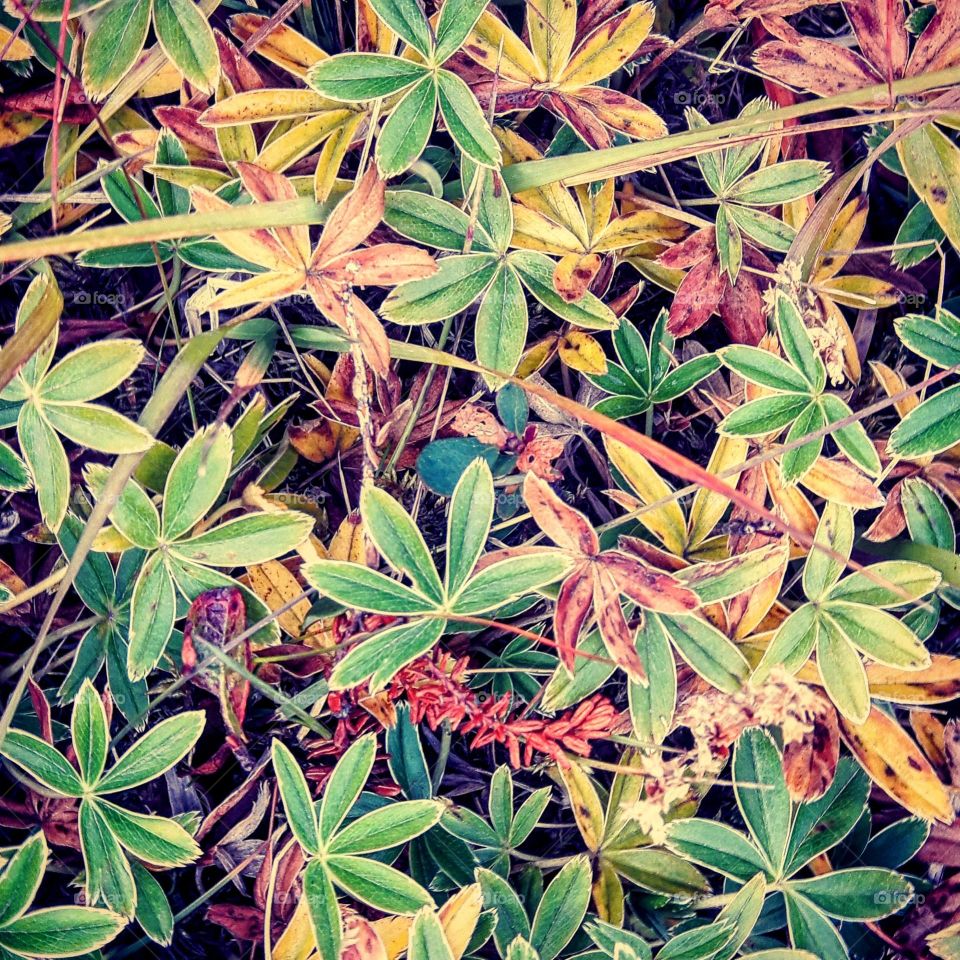 Multi Coloured Plants 🌿