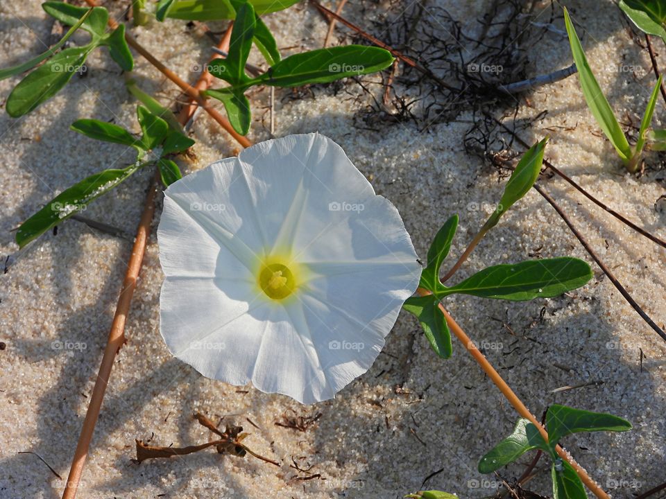 Beach moonflower - It is most commonly called beach moonflower or sea moonflower as the flowers open at night. Beautiful white petals with yellow center on a vine with green leaves running in the sand.