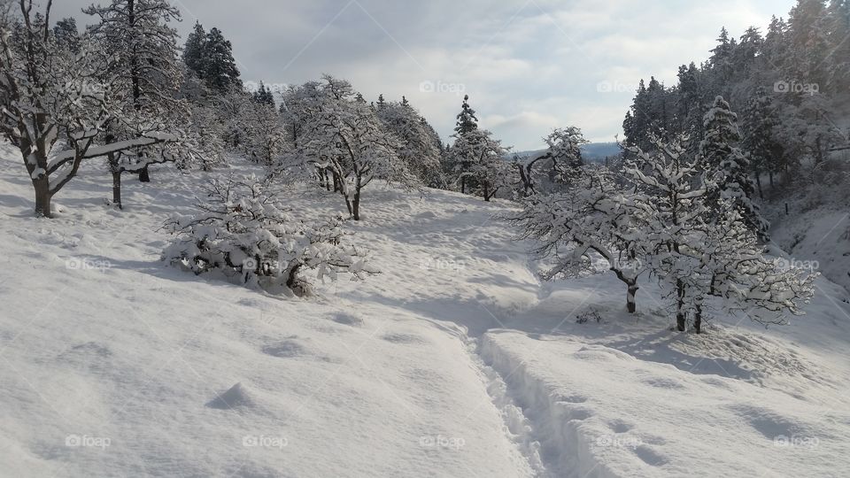 Path to winter