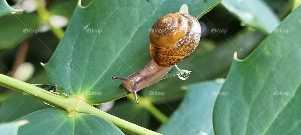 I'm a little snail turning right