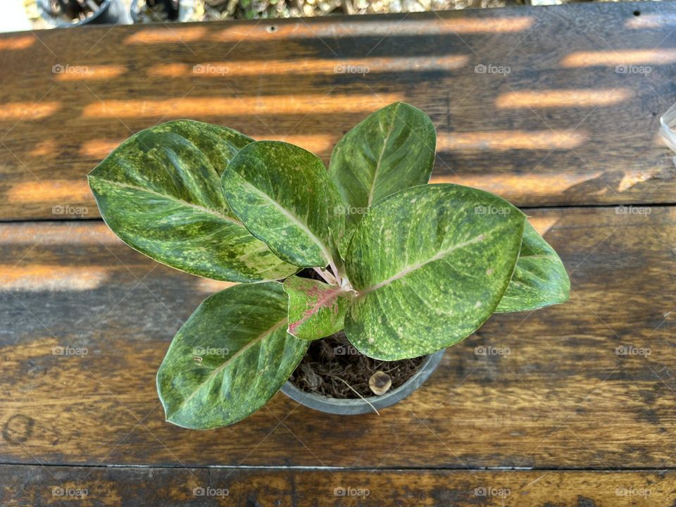 Top view of potted plants placed on wooden table
