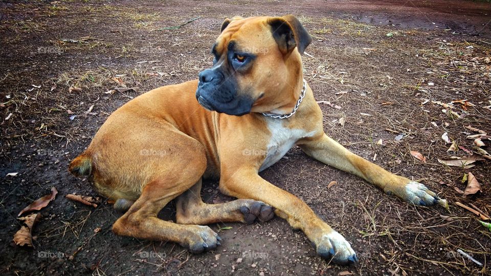 cão olhando para trás