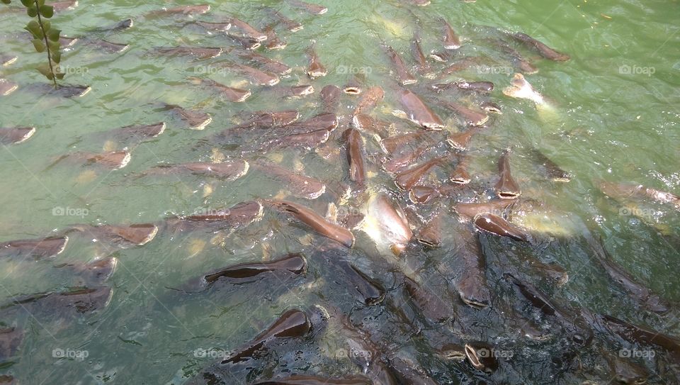fishes. fishes in the pond