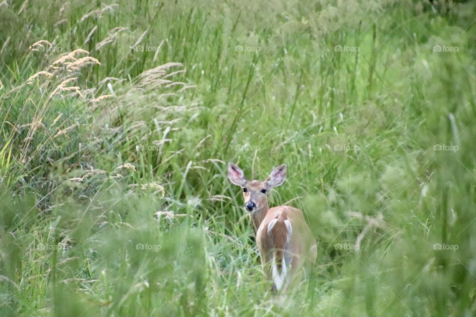 White tailed Deer in the country