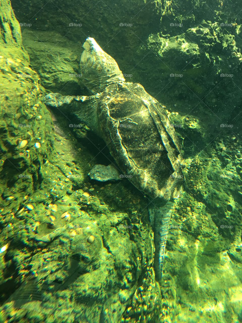 Snapping Turtle at Zoo Atlanta 