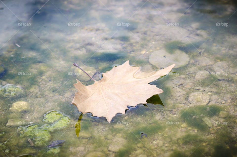 Autumn leaf 5