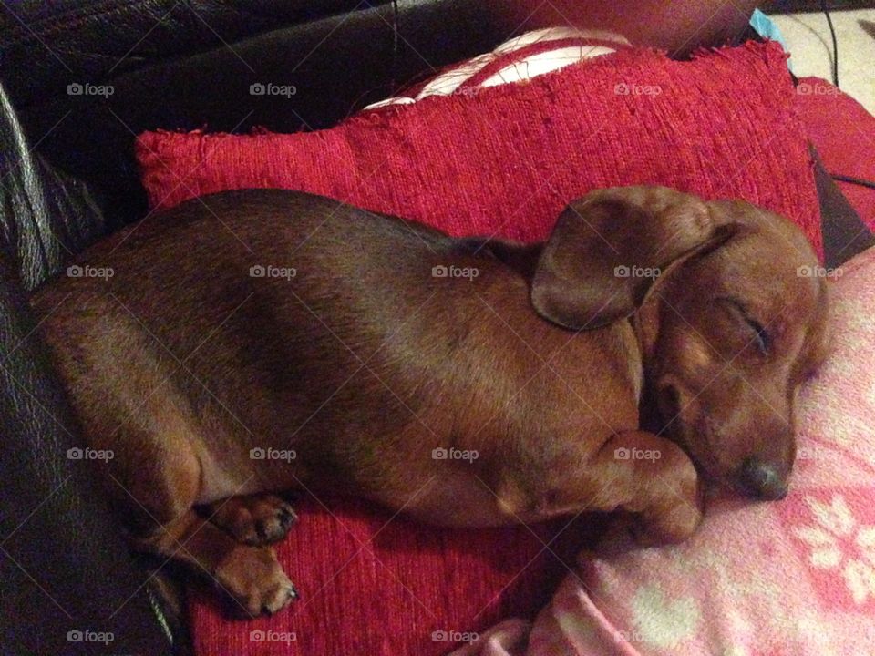 Dachshund asleep on cushion