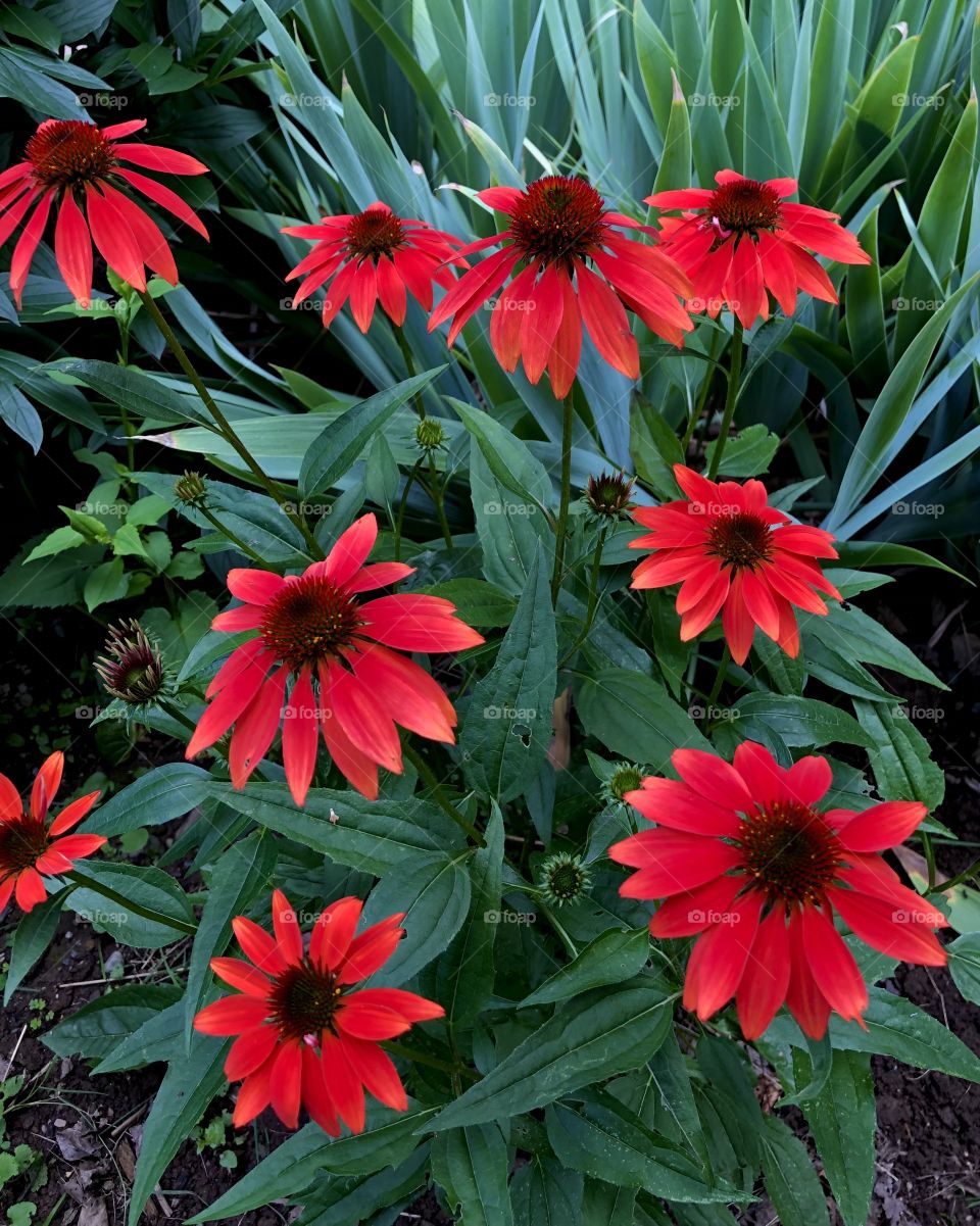 Red coneflowers 