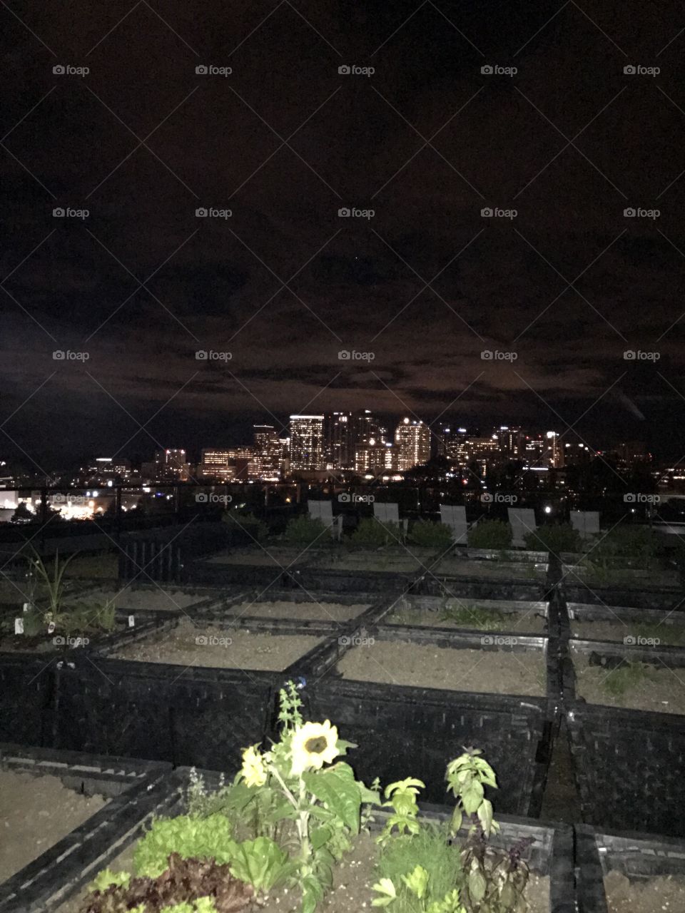 Garden atop of apartment building over looking Bellevue, Washington. Just arrived into Washington quick stop before heading out to the Casinos and onto the river 