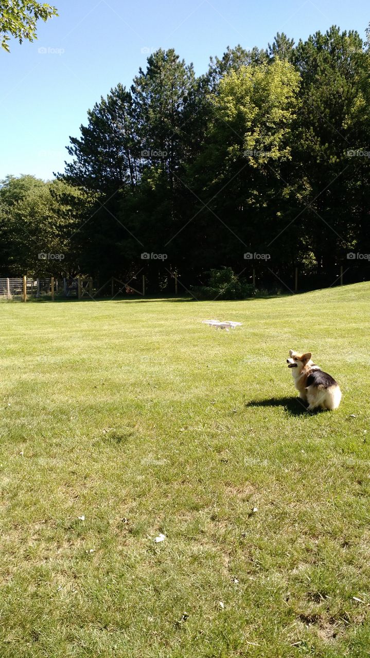 corgi vs drone. shenanigans