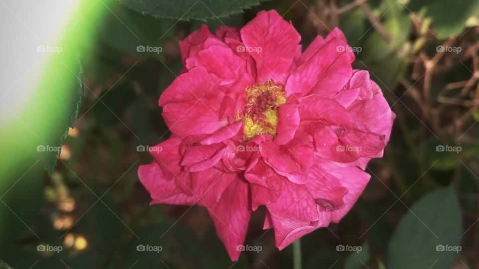pink rose for your proposal
