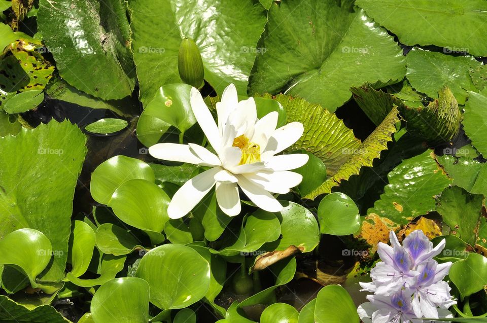 Water flowers 