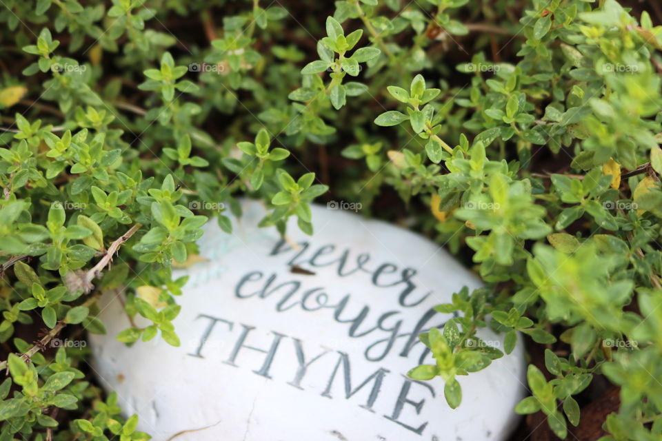 Thyme from the garden 