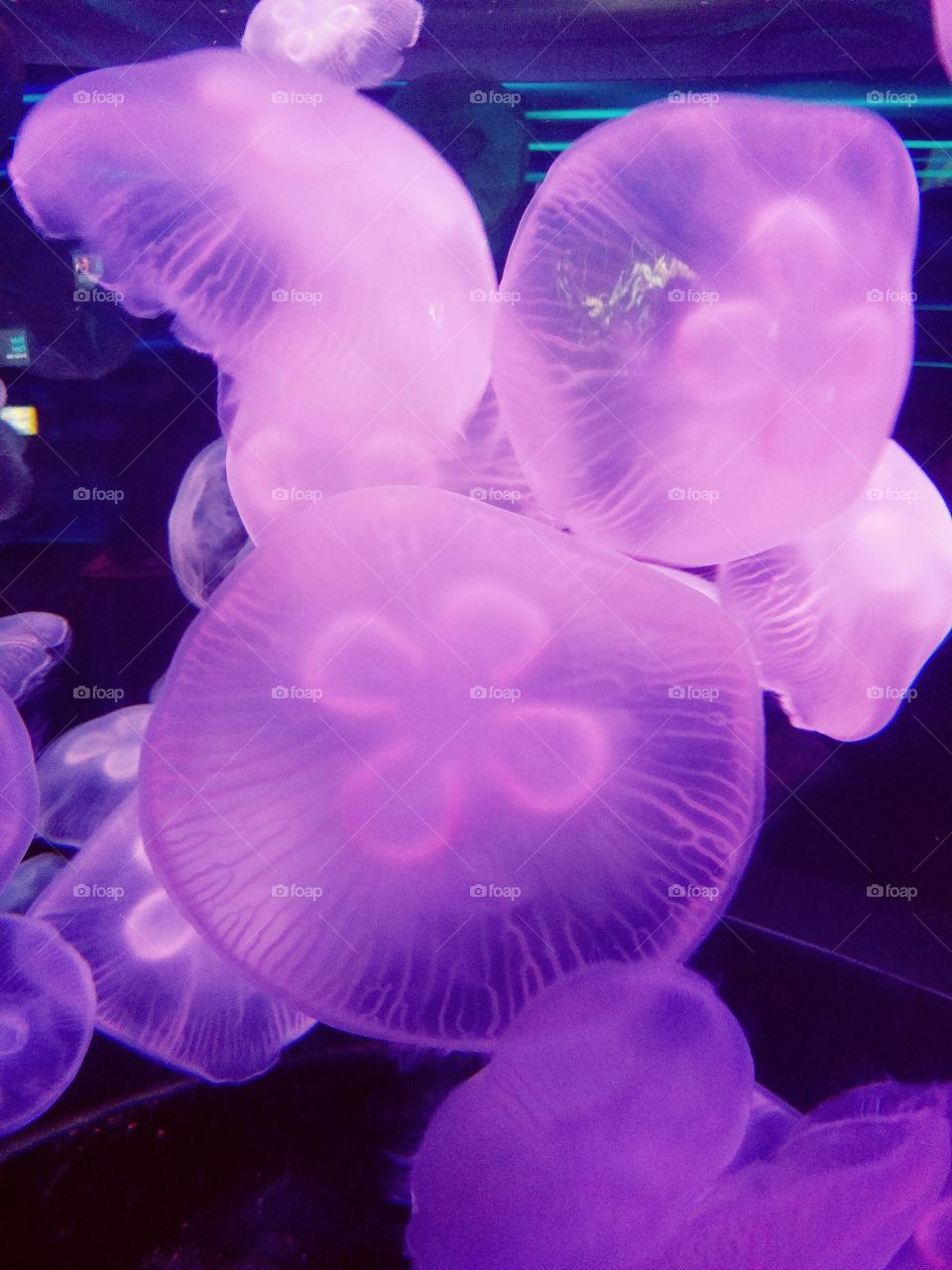 Gone Jellyfishing
