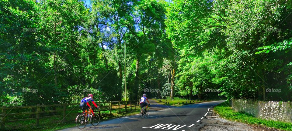 Road, Cyclist, Tree, Wheel, Outdoors