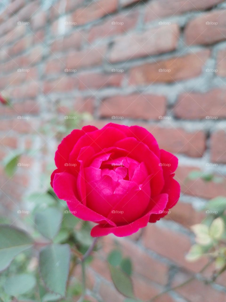 red rose