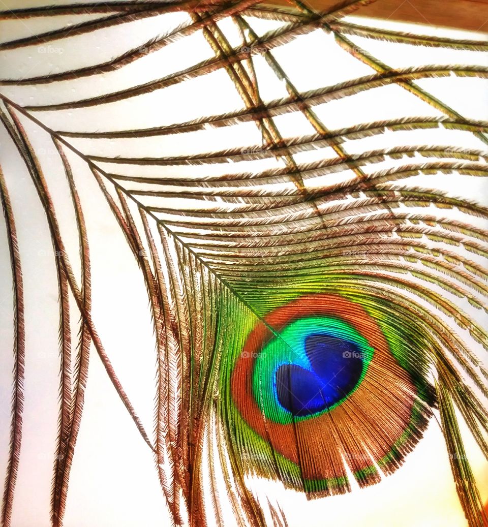 Vibrant Iridescent Peacock Feather - Artistic - Abstract - Vivid Color - Palette of Colors from Peacock Plumage