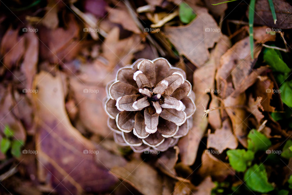 lone pine cone