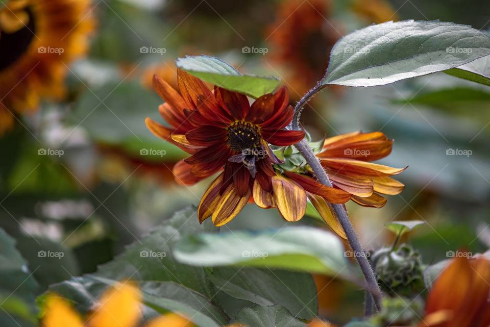 sunflowers bees and bumblebees