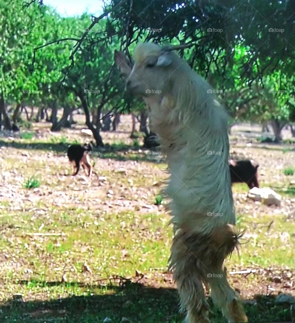 Goats eating from the argan tree