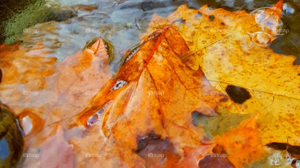 autumn rain