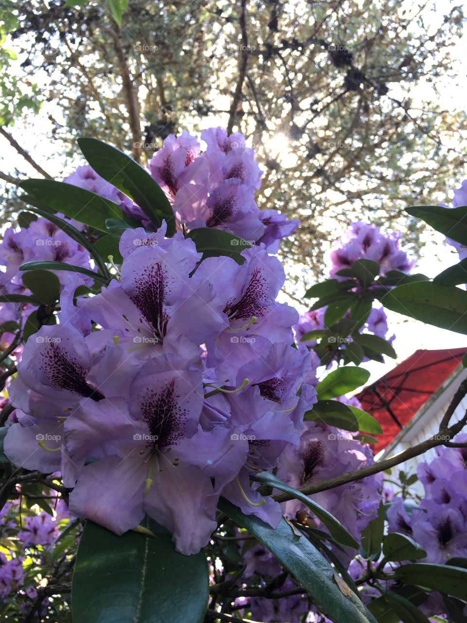 Summer Rhododendrons 