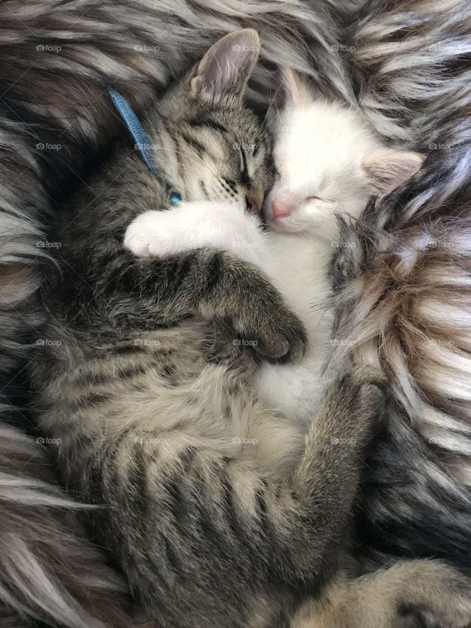 Adorable Baby Kittens Cuddling on a Furry Blanket