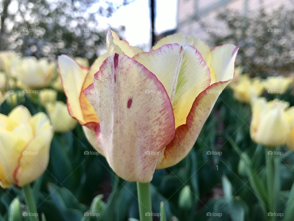 Tulip 