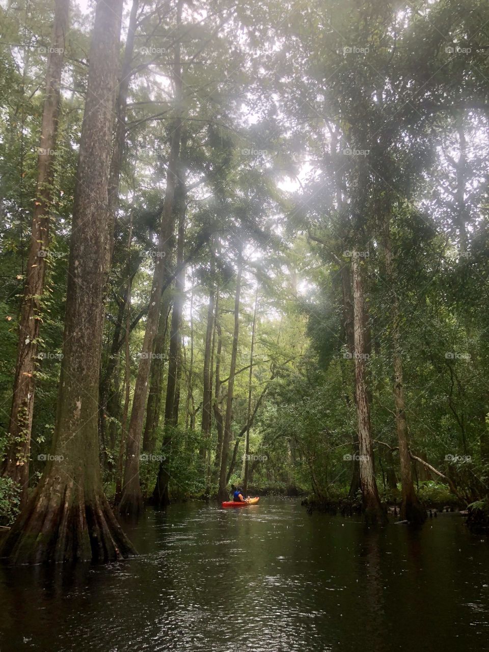 Peaceful paddle through a cypress forest 