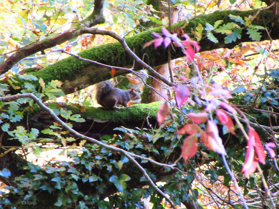 Leaf, Tree, Fall, Wood, Nature