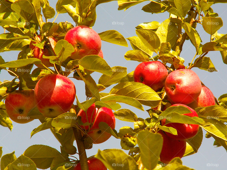 apples on a tree branch