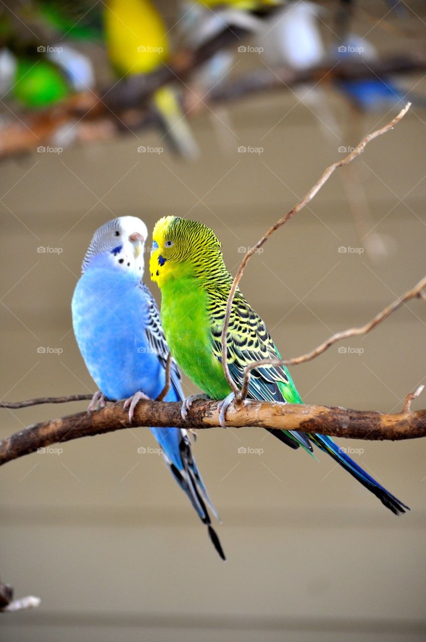 Budgie