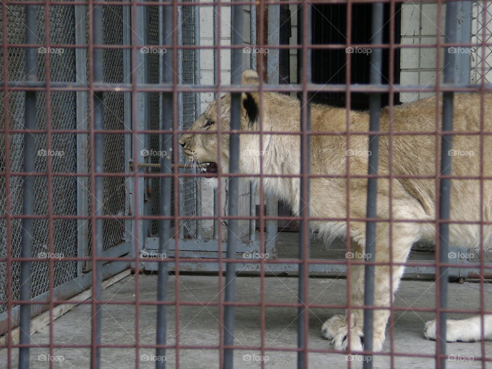 Mammal, Cage, No Person, Cat, Portrait