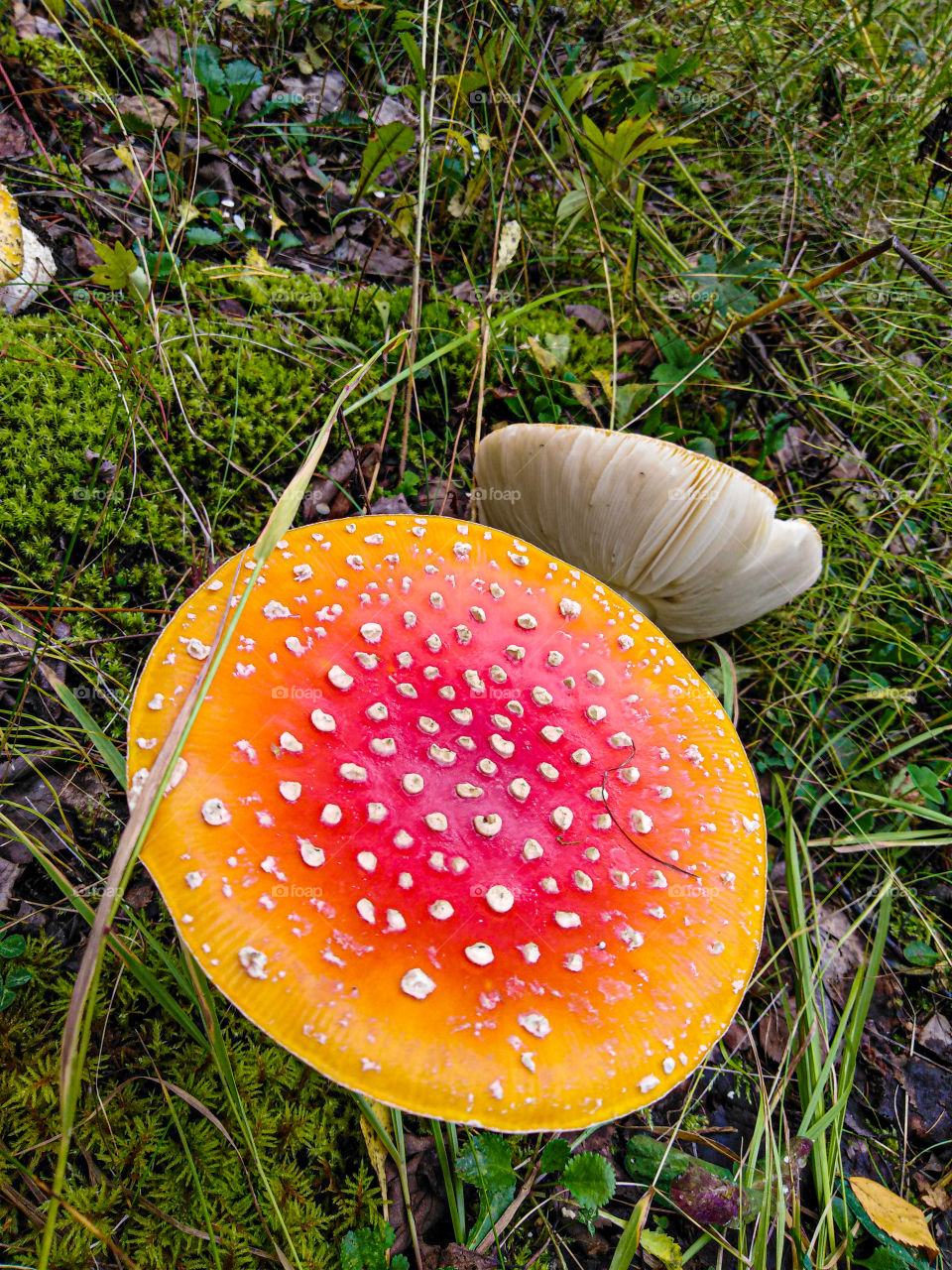 Мухомор, гриб не съедобный