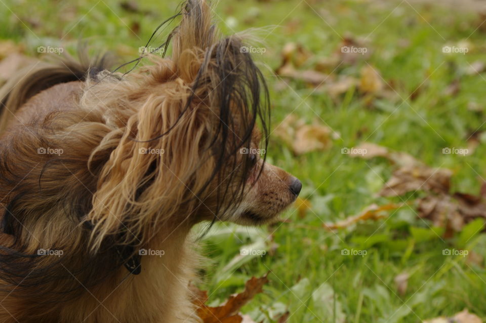 brown dog