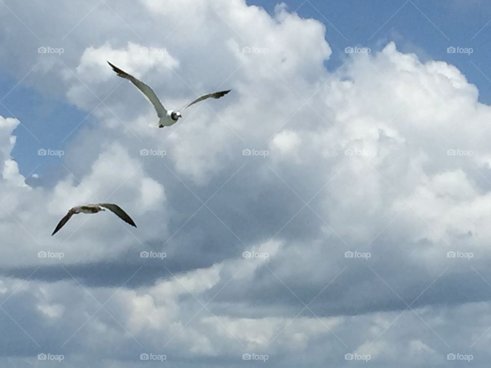 Seagulls in the air on the Galveston ferry