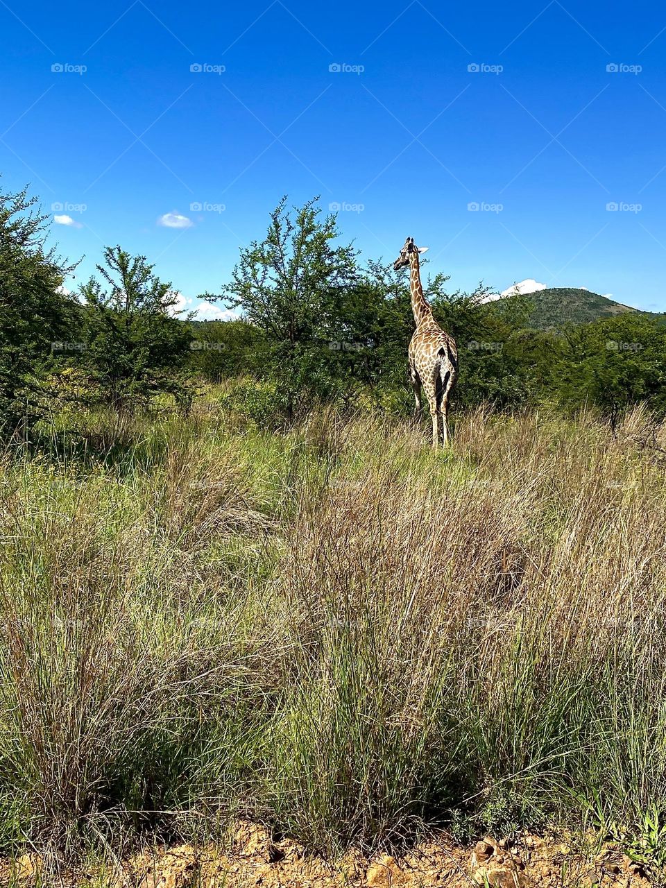 Giraffe wandering