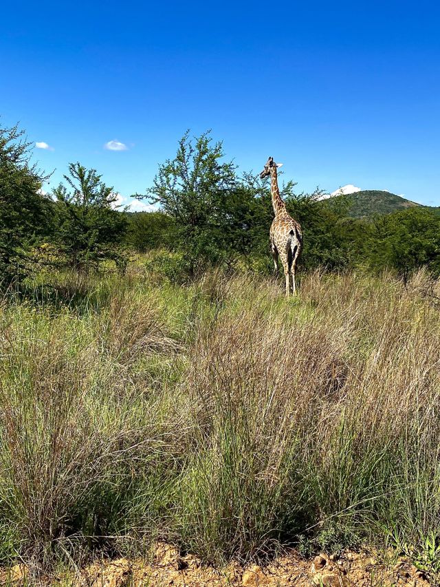 Giraffe wandering