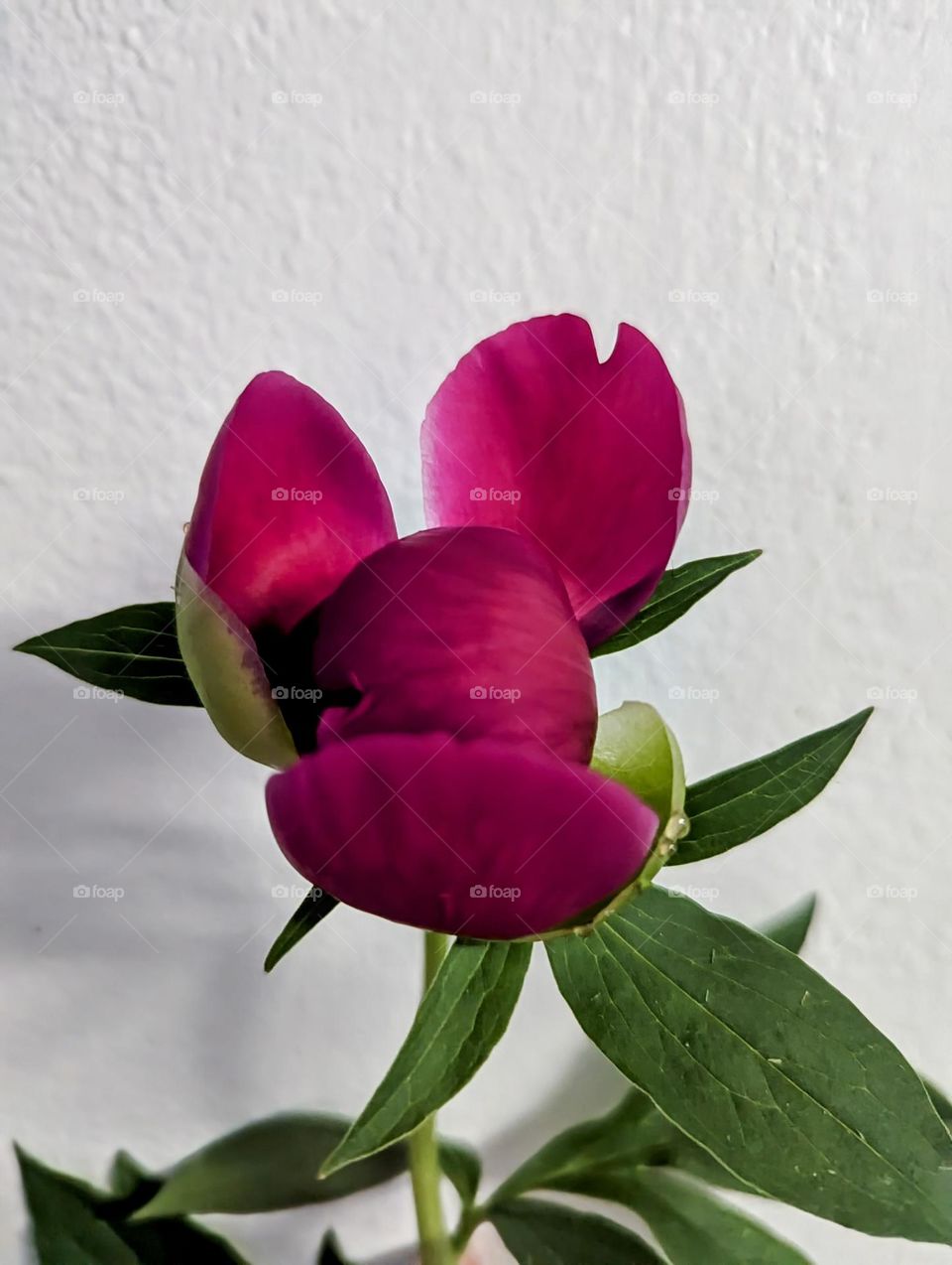 peony opening