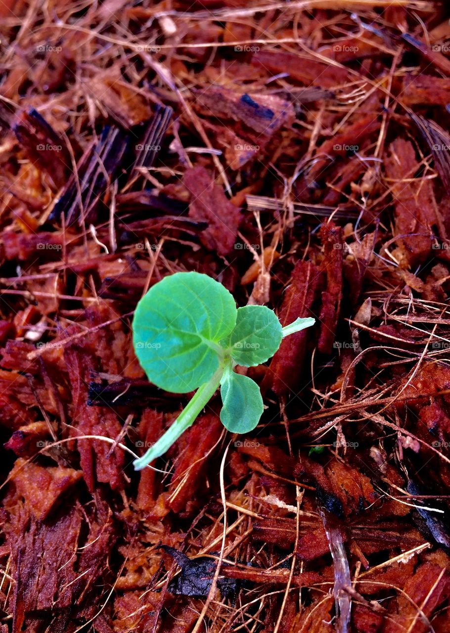 Weeks old pechay or they call it snow cabbage, or Chinese white cabbage planted in a coco peat as an alternative for soil media as it has an organic fertilizers as well.